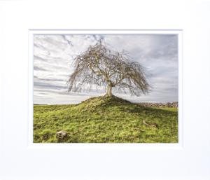 Thumbnail for 700x600 - Ballinrobe lonely tree.jpg 1